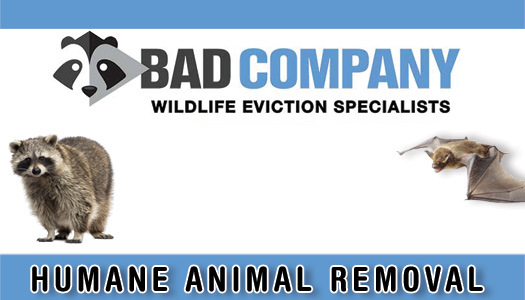 Bad Company Wildlife Removal In Hamilton Ontario