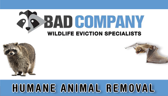 Bad Company Wildlife Removal In Hamilton Ontario